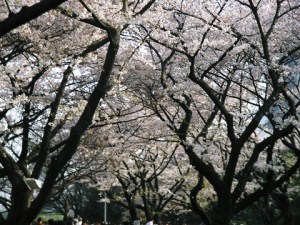 CherryBlossom2