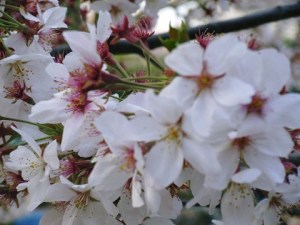 CherryBlossom4